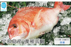 愛媛県産養殖真鯛フィレ2枚（お頭付き・冷凍）お刺身で！焼いて！煮て食べ鯛！ 新鮮・安心