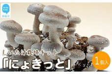 しいたけ栽培キット　にょきっと　1個セット