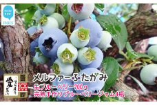 【期間限定】 旬にお届け 完熟生ブルーベリー 700g 完熟手作りブルーベリージャム 4瓶 セット メルファーふたがみ エコえひめ認証  【寄附受付：8月10日まで】