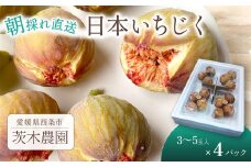 朝どりそのまま直送 「 日本いちじく 」  2025年7月下旬～10月頃発送　茨木農園 いちじく 日本いちじく 朝採れ 産地直送 愛媛県 西条市  【オンライン決済限定】