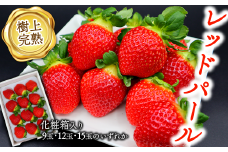 【先行予約】 いちご 「樹上完熟 レッドパール」 約500g 1箱（化粧箱入）9玉・12玉・15玉のいずれか  水の都 西条市産  2026年1月下旬～4月頃発送 ｜ 花が咲いてからは農薬不使用 苺 イチゴ 完熟 旬 産地 直送 期間限定 限定出荷 フルーツ 果物 国産 愛媛県 西条市