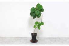 Korokoro Flower planter WN
