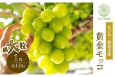 愛媛・西条の完熟・朝摘み 超大粒ぶどう  黄金モッコ （雄宝）１kg１房入り　2025年7月下旬～8月上旬頃発送　輝らり果樹園 雄宝 完熟 朝摘み 夏ぶどう 【オンライン決済限定】