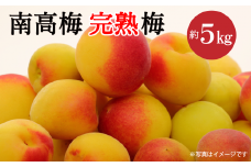 【先行予約】 南高梅 （木成り完熟梅）約5kg　2025年6月下旬～7月上旬頃発送　梅 うめ 南高梅 伊予南高梅 佐伯食品 完熟梅 【オンライン決済限定】