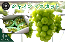 【先行予約】シャインマスカット （4房・約2.4kg）  2025年9月～10月発送予定　農園直送 産地直送 愛媛県西条市産 シャインマスカット ぶどう 【オンライン決済限定】