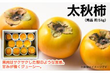 【先行予約】 太秋柿 （秀品） 約５kg　2024年10月発送　柿 フルーツ 甘柿  愛媛県 西条市 【オンライン決済限定】