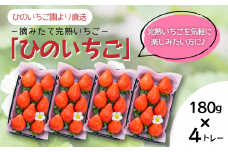 【先行予約】 摘みたて 完熟いちご 「ひのいちご」（約180ｇ×4トレー）　2025年11月下旬~2026年4月発送　いちご 苺 完熟 農家直送 産地直送