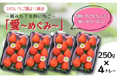 【先行予約】 摘みたて 完熟いちご 「愛～めぐみ～」（約250ｇ×4トレー）　2025年11月下旬~2026年4月発送　いちご 苺 完熟 農家直送 産地直送