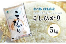 令和6年産 西条産のお米 「コシヒカリ」（５kg）　こしひかり 米 精米  【オンライン決済限定】