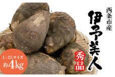 里芋 伊予美人 秀品 約4㎏ L~2Lサイズ　愛媛県西条市 （JA周桑） 【先行予約・10月中旬～2026年3月上旬発送】 ｜ 愛媛オリジナルブランド さといも サトイモ 野菜 芋 いもたき 旬 期間限定 煮物 芋煮 愛媛県 西条市