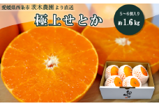 【先行予約】 茨木農園の極上せとか （約1.6kg・5～6個） ｜ 2026年2月下旬～3月発送予定 ｜ 愛媛県西条市産 高糖度 プレミアム柑橘