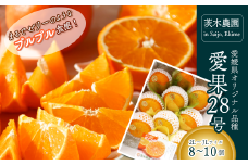 愛果28号 あいか （紅まどんなと同品種） 大箱（8～10個） 愛媛県西条市 茨木農園  【先行予約・12月中旬～12月下旬頃発送】｜ 樹上完熟 愛果28 愛媛 みかん あいか あいか28号  紅マドンナ 紅まどんな と同品種 光センサー 高級 柑橘 果物 贈答 くだもの フルーツ 数量限定 農家直送 産地直送