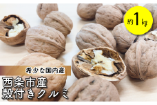 【先行予約】 希少な国内産！ 「 西条市産 殻つきクルミ 」（約1㎏）JA周桑　2024年11月下旬～2025年3月下旬発送