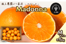 農園直送 「Madonna（ 愛媛果試第28号 ）」Ｍサイズ 約5㎏　 2024年11月下旬～2025年1月中旬頃発送　まどんな マドンナ 家庭用 愛媛県オリジナル品種 柑橘