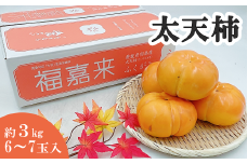 太天柿 愛媛県西条市産 柿 （JA東予園芸） 6～7玉　約3㎏ 【先行予約・11月下旬～12月中旬発送】 ｜ 柿 フルーツ 渋抜き 大玉 愛媛県 西条市 くだもの お取り寄せ