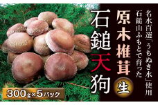 まるで森のステーキ！原木椎茸（生）「石鎚天狗」約1.5㎏ 【オンライン決済限定】