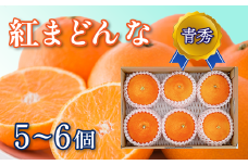 【1月上旬発送】 紅まどんな ＜青秀＞ 5～6個入（JA東予園芸またはJA周桑）　紅まどんな 柑橘 愛媛県オリジナル品種