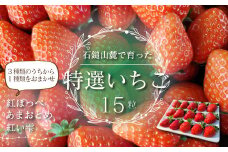石鎚山麓で育った 特選いちご 15粒入＜3種のうちから1種＞　2024年12月中旬～2025年3月頃発送　ゆきもと農園 苺 いちご  【オンライン決済限定】
