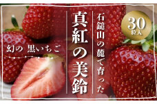 石鎚山の麓で育った 幻のいちご ＜ 真紅の美鈴 ＞　2024年12月中旬～2025年3月頃発送　ゆきもと農園 苺 いちご  【オンライン決済限定】