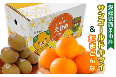 愛媛県西条市産 サンゴールドキウイと紅まどんなのセット　※2024年11月下旬～12月下旬頃発送　紅まどんな 柑橘 サンゴールド キウイ 食べ比べ 詰め合わせ セット