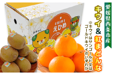 【先行予約】愛媛県西条市産 サンゴールドキウイまたはゴールドキウイと紅まどんなのセット　※2025年11月下旬～12月下旬頃発送　紅まどんな 柑橘 サンゴールド キウイ 食べ比べ 詰め合わせ セット