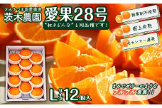茨木農園「愛媛県オリジナル高級品種　愛果28号」（Lサイズ12個入り/ご家庭用）　愛媛果試第28号 あいか 28号 樹上完熟 光センサー 柑橘 かんきつ 愛媛 西条市 茨木農園