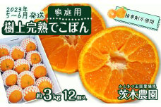 【5～6月発送】家庭用「樹上完熟でこぽん」 約3㎏ 12玉入り  デコポン 茨木農園【オンライン決済限定】