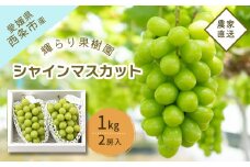 【先行予約】 輝らり果樹園 完熟シャインマスカット 1kg（2房） ｜ 2025年9月発送 ｜ 愛媛 西条産 秋ぶどう 朝採れ 農家直送 ぶどう シャインマスカット 完熟 人気 ブドウ 種なしぶどう フルーツ 果物 ギフト 送料無料 【オンライン決済限定】