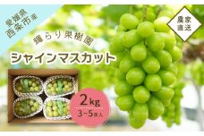 【先行予約】 輝らり果樹園 完熟シャインマスカット  2㎏（3～5房） ｜ 2025年9月発送 ｜ 愛媛 西条産 秋ぶどう 朝採れ 農家直送 【オンライン決済限定】