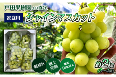 【先行予約】 創業68年 戸田果樹園より朝採れ直送  ＜家庭用＞ 「シャインマスカット」 約2㎏（3～4房） 2025年9月上旬～9月下旬発送  【オンライン決済限定】