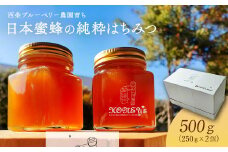 日本蜜蜂の純粋はちみつ 500g （250g×2個）　ハチミツ 純粋はちみつ 百花はちみつ 日本蜜蜂 化粧箱 ギフト  西条ブルーベリー農園 