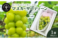 マスカ・サーティーン （1房・700g以上） 愛媛県西条市 9月上旬～10月発送予定  ｜ 農園直送 産地直送 愛媛県 西条市産 ぶどう 葡萄 マスカサーティーン 種なし 新品種 フルーツ 果物 送料無料【オンライン決済限定】
