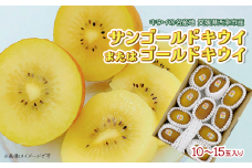 サンゴールドキウイ または ゴールドキウイ  10～15玉　※2025年1月発送