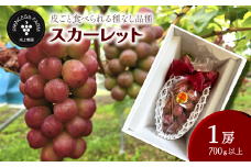 種なし赤ぶどう スカーレット（1房・700g以上）　愛媛県西条市 8月下旬～10月発送予定 ｜ ぶどう 農家直送 新品種 スカーレット 赤ぶどう 完熟 種なしぶどう フルーツ 果物 送料無料【オンライン決済限定】