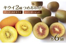 キウイ 愛媛県西条市産 2種詰め合わせ 【レインボーレッド＆サンゴールドキウイ】 各6個セット 【先行予約・ 12月発送】｜ キウイ フルーツ 果物 レインボー レッド キウイ サンゴールド キウイ 季節のフルーツ 旬 愛媛県 西条市