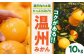 温州みかん 愛媛みかん みかん オレンジ フルーツ ミカン 果物 かき氷 みかんジュース 愛媛みかん デザート おやつ 