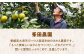 発送中！食べて納得、甘さが違う！【夏限定】愛媛県産 峯田農園のあま〜い「ハウスみかん」5kg