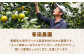 発送中！食べて納得、甘さが違う！【夏限定】愛媛県産 峯田農園のあま〜い「ハウスみかん」5kg