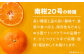 【先行予約】【12月上旬から順次発送】【まごころ手選り手詰め】温州みかん 南柑20号 5㎏