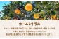フルーツ王国からお届け！100％ストレート！温州みかんジュース1L×６本セット