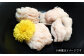 身から肝まですべて堪能！熟練の技で食べやすい！活きハモの骨切り 3人前（約1kg）　はも 鱧 蒲焼 湯引き 魚介類