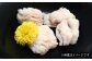 活きハモの骨切り 2人前（約500g）　はも 鱧 蒲焼 湯引き 魚介類