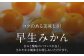 フルーツの代表！冬の定番果物！赤秀 愛媛県産 早生みかん 5㎏箱（50玉～80玉）