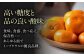 フルーツの代表！愛媛みかん 南柑20号 赤秀10kg箱（100玉～160玉） 