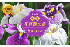 花言葉は「うれしいお知らせ♪」初心者から上級者まで幅広く楽しめる！栽培園厳選 花しょうぶの苗5品種5ポットセット 愛媛県大洲市/新谷花菖蒲園 [AGBG001]観葉植物 観賞用 鉢植え 苗 インテリア
