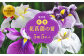 花菖蒲の苗5ポットセット