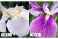 花菖蒲の苗5ポットセット