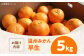 温州みかん 早生 約5㎏