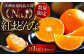  まるでゼリーのようにとろけるみかん！紅まどんな Lサイズ　約3kg（15玉入）