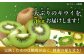 生産量日本一！家族で毎日食べられる！キウイフルーツ 約5kg 